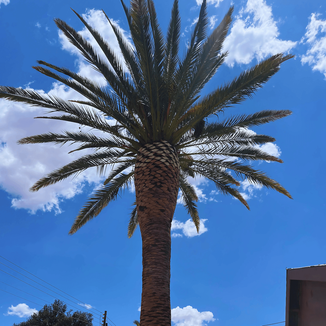 Storm Damage Cleanup