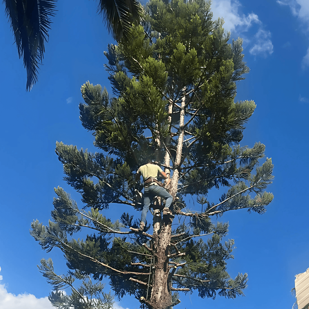 High Risk Tree Felling